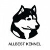 ฟาร์มสุนัข ไซบีเรียน ฮัสกี้ - Allbest Kennel